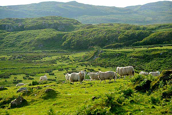 Callumkill Estate Self Catering Islay Callumkill Estate Self Catering Islay