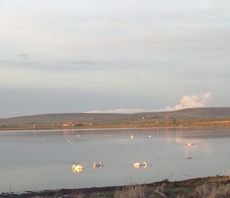 Peedie Harray's Orkney Peedie Harray's Orkney